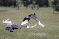 Bucorvus leadbeateri